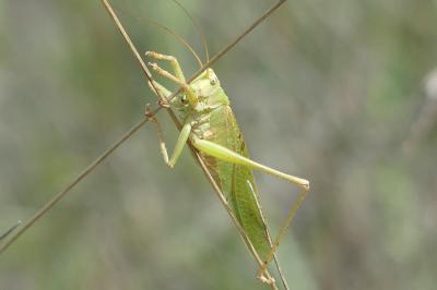 <i>Tettigonia viridissima</i>