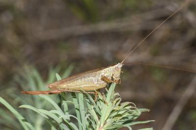 <i>Conocephalus fuscus</i>