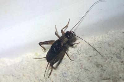 <i>Nemobius sylvestris</i>