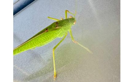 <i>Phaneroptera nana</i>