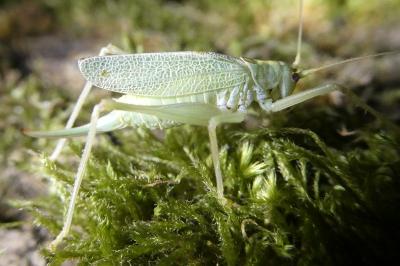 <i>Meconema thalassinum</i>