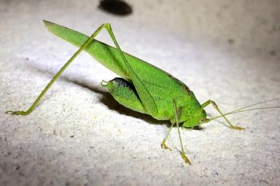 <i>Phaneroptera nana</i>