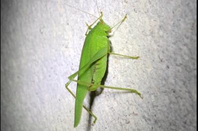 <i>Phaneroptera nana</i>