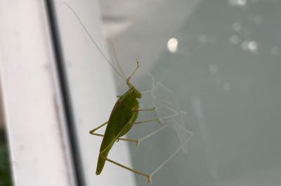 <i>Phaneroptera</i>