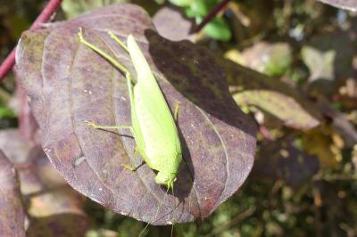<i>Phaneroptera</i>