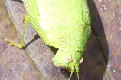 <i>Phaneroptera</i>