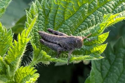 <i>Pezotettix giornae</i>