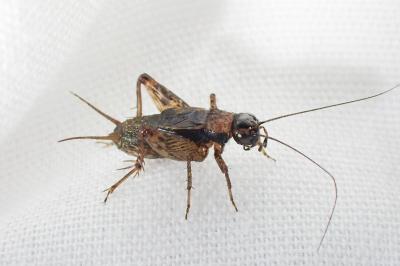 <i>Nemobius sylvestris</i>