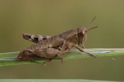 <i>Pezotettix giornae</i>