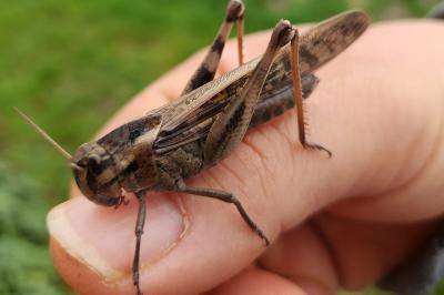 <i>Locusta migratoria</i>