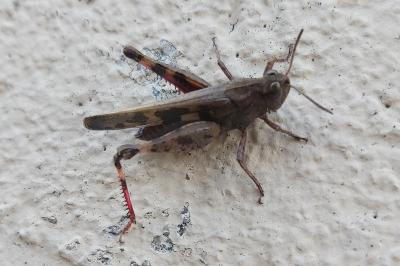 <i>Aiolopus strepens</i>