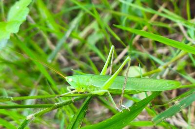 <i>Ruspolia nitidula</i>