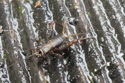 <i>Nemobius sylvestris</i>