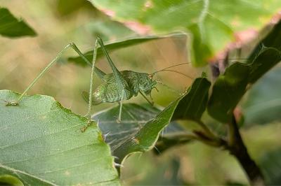 <i>Leptophyes punctatissima</i>