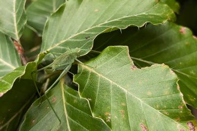 <i>Leptophyes punctatissima</i>