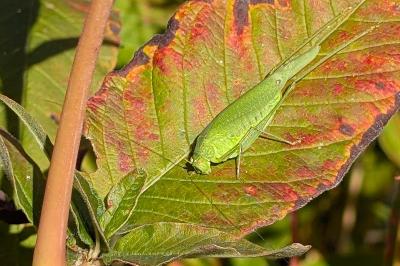 <i>Phaneroptera</i>