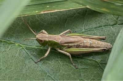 <i>Pseudochorthippus parallelus</i>