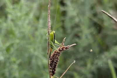 <i>Conocephalus fuscus</i>