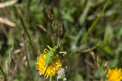<i>Ephippiger diurnus</i>