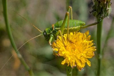 <i>Ephippiger diurnus</i>