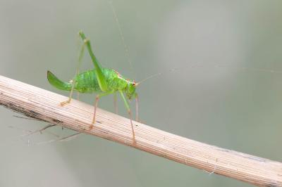 <i>Leptophyes punctatissima</i>