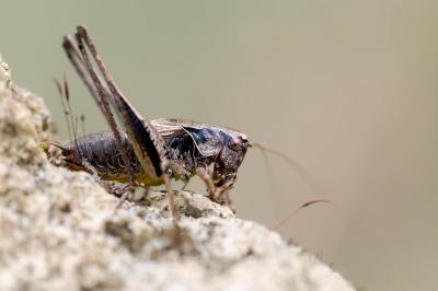 <i>Pholidoptera griseoaptera</i>