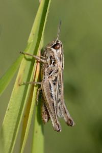 <i>Stenobothrus stigmaticus</i>