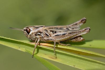 <i>Stenobothrus stigmaticus</i>