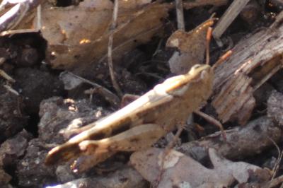 <i>Aiolopus strepens</i>