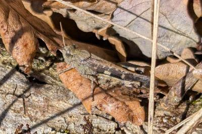 <i>Aiolopus strepens</i>