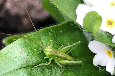 <i>Tettigonia viridissima</i>