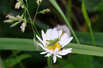 <i>Tettigonia viridissima</i>