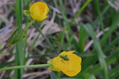 <i>Tettigonia viridissima</i>