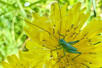 <i>Tettigonia viridissima</i>