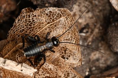 <i>Nemobius sylvestris</i>