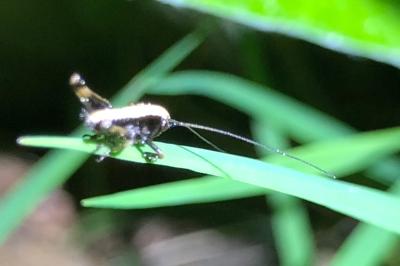 <i>Pholidoptera griseoaptera</i>