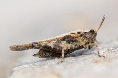 <i>Tetrix subulata</i>