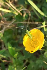 <i>Tettigonia viridissima</i>