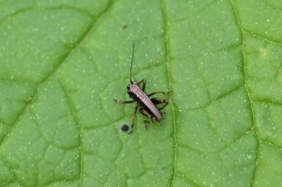 <i>Pholidoptera griseoaptera</i>