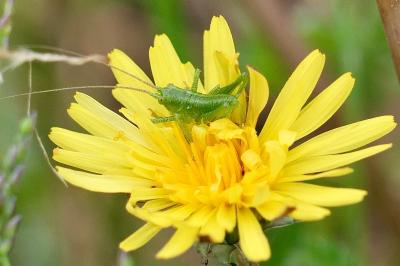 <i>Tettigonia viridissima</i>