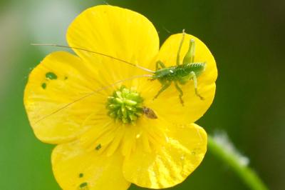 <i>Tettigonia viridissima</i>