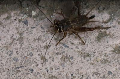 <i>Eumodicogryllus bordigalensis</i>