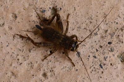 <i>Eumodicogryllus bordigalensis</i>