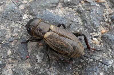 <i>Gryllus campestris</i>