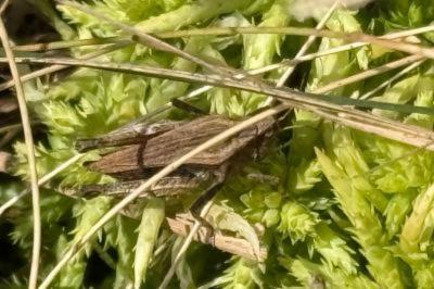<i>Tetrix undulata</i>