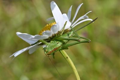 <i>Tettigonia viridissima</i>