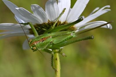 <i>Tettigonia viridissima</i>