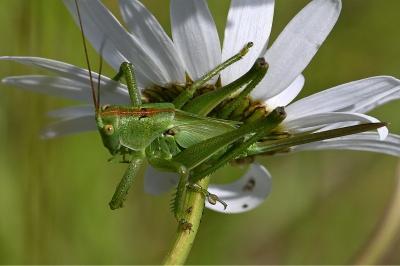 <i>Tettigonia viridissima</i>