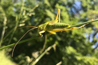 <i>Tettigonia viridissima</i>