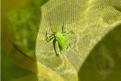 <i>Tettigonia viridissima</i>